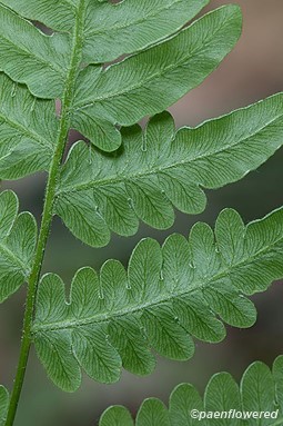 Veining on underside of pinnae